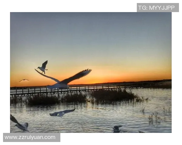 李小笨足球明星的成长之路与梦想追逐的精彩故事